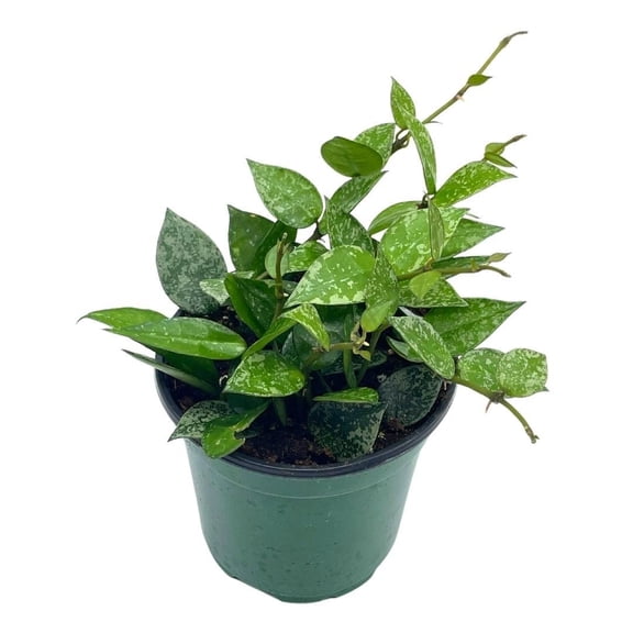 Hoya Krohniana, 4 inch, Silver Splash Variegated, Rare Hoya