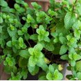 thumbnail image 5 of Mojito Mint Plant Live for Planting, Mojito Fresh Herb Mint, Mint for Home Garden Growing, 2-4 Inch Tall, 5 of 8