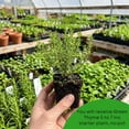 thumbnail image 4 of Set 2 Thyme Plants Live, Fragrant Thyme Herb, 5-7 Inches Tall, Compact Herb for Indoor Outdoor Growing, 4 of 6