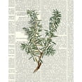 thumbnail image 2 of Allen, Kimberly 12x14 Black Ornate Wood Framed with Double Matting Museum Art Print Titled - Fresh Herbs 1, 2 of 4