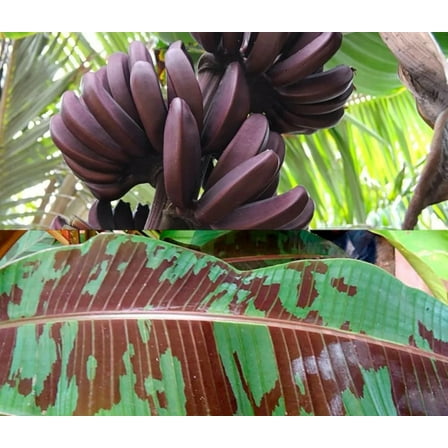 Dwarf Red Banana - Edible Red Banana