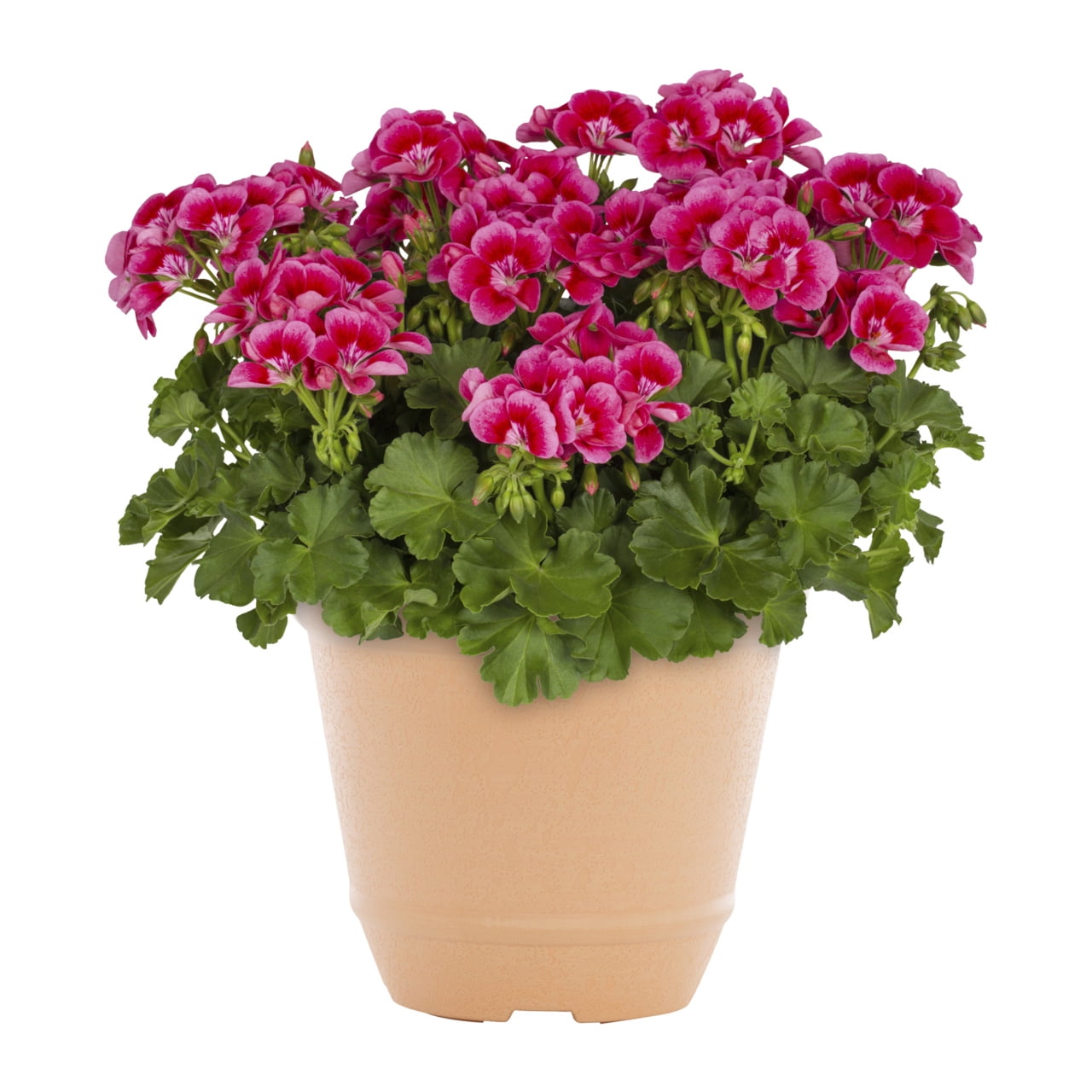 Better Homes & Gardens 3QT Pink Geranium Live Annual Plant Decorative Pot Sun 2-Pack