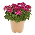 thumbnail image 2 of Better Homes & Gardens 3QT Pink Geranium Live Annual Plant Decorative Pot Sun 2-Pack, 2 of 6