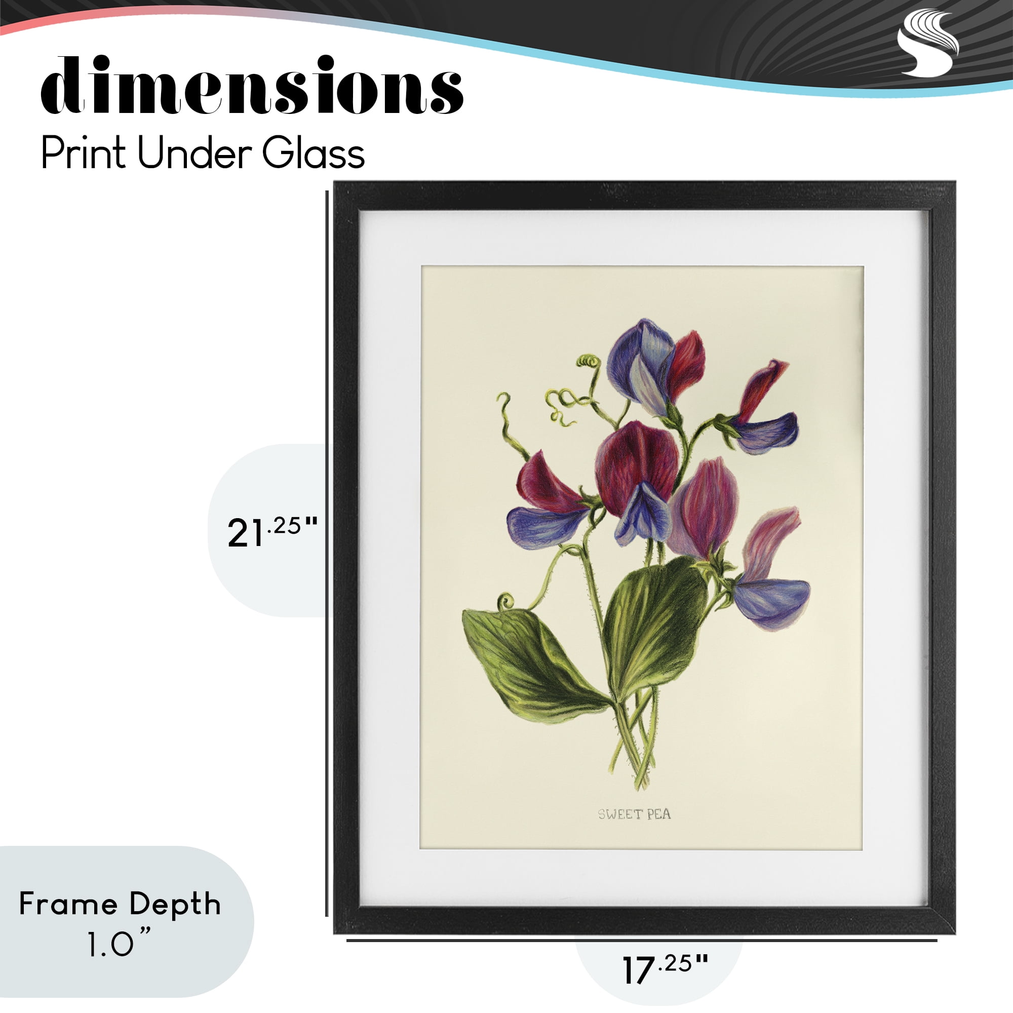 Stupell Industries Vintage Sweet Pea Blossoms Black Framed Print Under Glass, design by Connie Resch