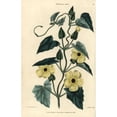 thumbnail image 2 of Yellow Flowers And Leaves Of Black-Eyed Susana Poster Print By ® Florilegius Mary Evans (18 X 24), 2 of 4