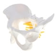 thumbnail image 1 of Modelo de Pélvico Femenino Herramienta de Enseñanza Escolar Sunnimix Estatua humana de la pelvis femenina, 1 of 8