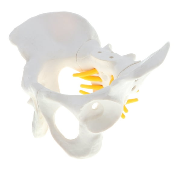 Teaching Model - Small Size Female Pelvis Skeleton Model