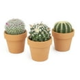 thumbnail image 3 of Altman Plants 2.5" Assorted Cactus Live Plants (3 Pack) with Clay Pot, 3 of 7