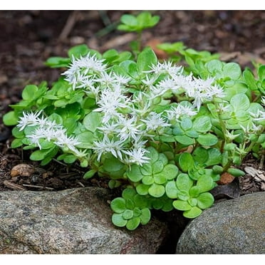 Live Woodland Stonecrop Plant (Sedum ternatum) in 2.5 inch Pot - Native Shade-Loving Ground Cover with White Flowers - Moon Garden Plant