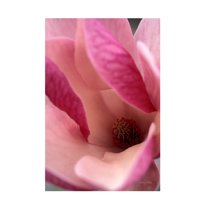 Trademark Fine Art Kathy Yates Tulip Magnolia Blossom Canvas Wall Art - 22x32