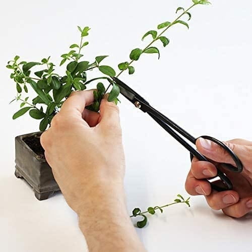 Wazakura Twig Bonsai Scissors Black 7" Made in Japan