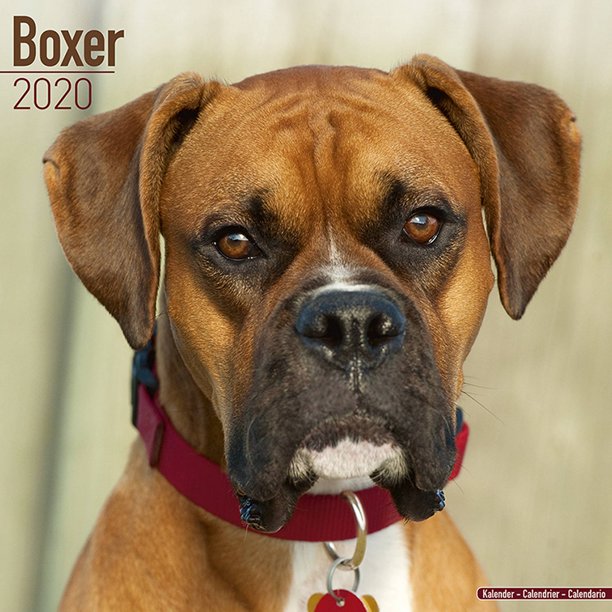 Boxer (Euro) Calendar 2020 - Boxer Dog Breed Calendar - Boxers Premium