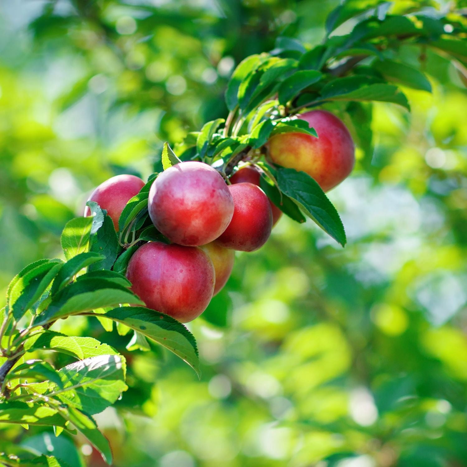 Expert Gardener 1-2 ft. tall Karla Rose Nectarine Live Tree in 1-Gallon Grower Pot