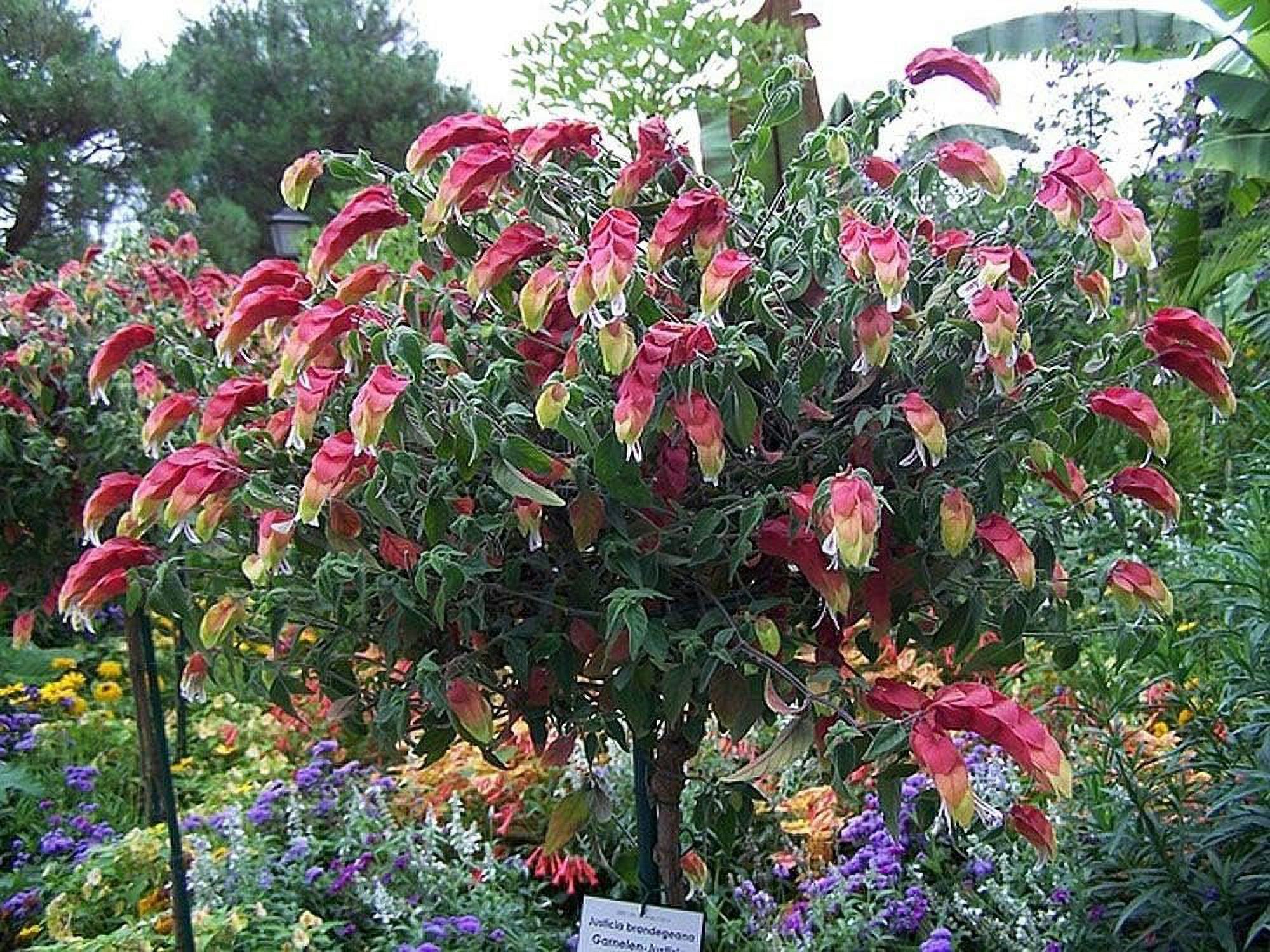 Shrimp Tree - Live Plant in a 10 Inch Growers Pot - Justicia Brandegeeana - Rare and Exotic Ornamental Flowering Tree - image 3 of 5