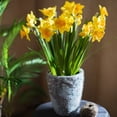 thumbnail image 6 of Artificial Silk Yellow Faux Daffodil Flower Stem 19" Tall, 6 of 7
