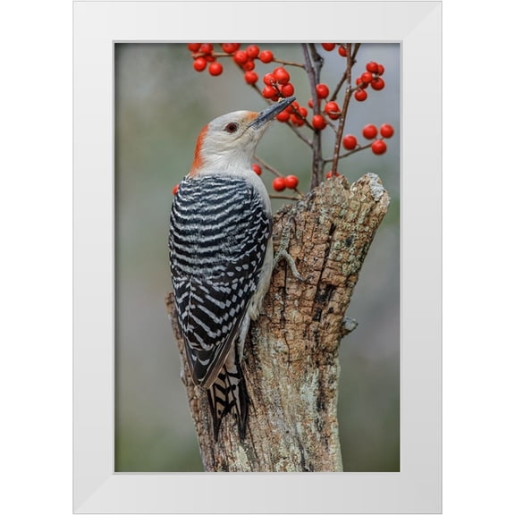 Jones, Adam 11x14 White Modern Wood Framed Museum Art Print Titled - Female Red-bellied woodpecker and red berries-Kentucky