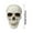 F, variant on Human Skull Replica - Anatomically Accurate Skeleton Head Prop for Halloween Parties, Haunted Bars & Spooky Home Decorations