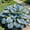 C, variant on Long-Lived Multicolor Hostas For Home Planting Upgrade Landscape Delicate Patterned Leaves,Effortless Growing Garden Ornament Premium Stakes(Non-Artificial)