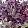 thumbnail image 3 of Purple Radish Microgreens Seeds - 1 Lb ~42,800 Seeds - Premium, Non-GMO - For Growing Micro Greens - Raphanus sativus, 3 of 6