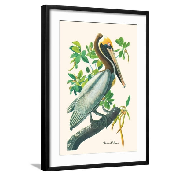 Art.com Brown Pelican Art Print by John James Audubon, Black Frame Wall Art, 21" x 29"