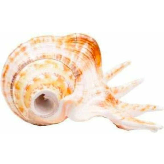 Panchmukhi Shankh | Five Finger Shankh | Loud Blowing Shankh for Pooja Laxmi Shankh | Sacred Shankh | Natural Shankh for Pooja, Temple, Traditional Rituals, Religious Purpose. By Indian Collectible