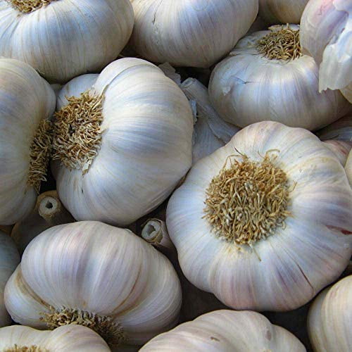 100Pcs Garlic Plant Seeds 10 Kinds Alliaceae Onion Vegetables Herb Garden Health