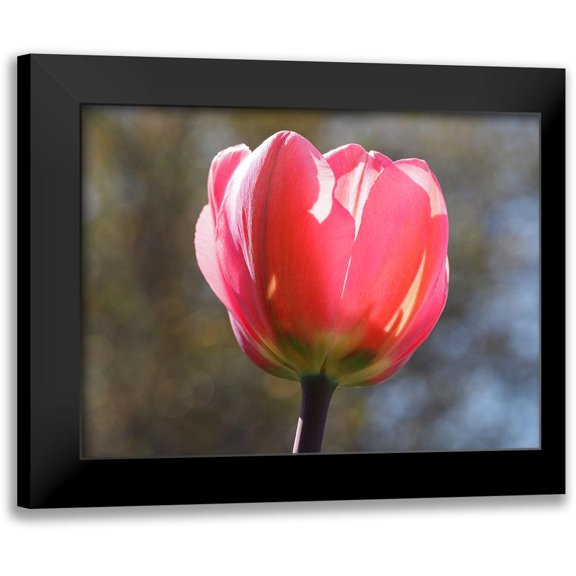 Bonin, Suzanne 14x12 Black Modern Framed Museum Art Print Titled - Showy Tulip
