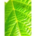 thumbnail image 2 of Grayscale 19x24 White Modern Wood Framed Museum Art Print Titled - Green Leaf V, 2 of 4