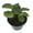 1 Plant, variant on Jewel Orchid - Live Plant in a 3 Inch Pot - Macodes Petola - Stunning Lightning Leaf Pattern Beautiful Foliage