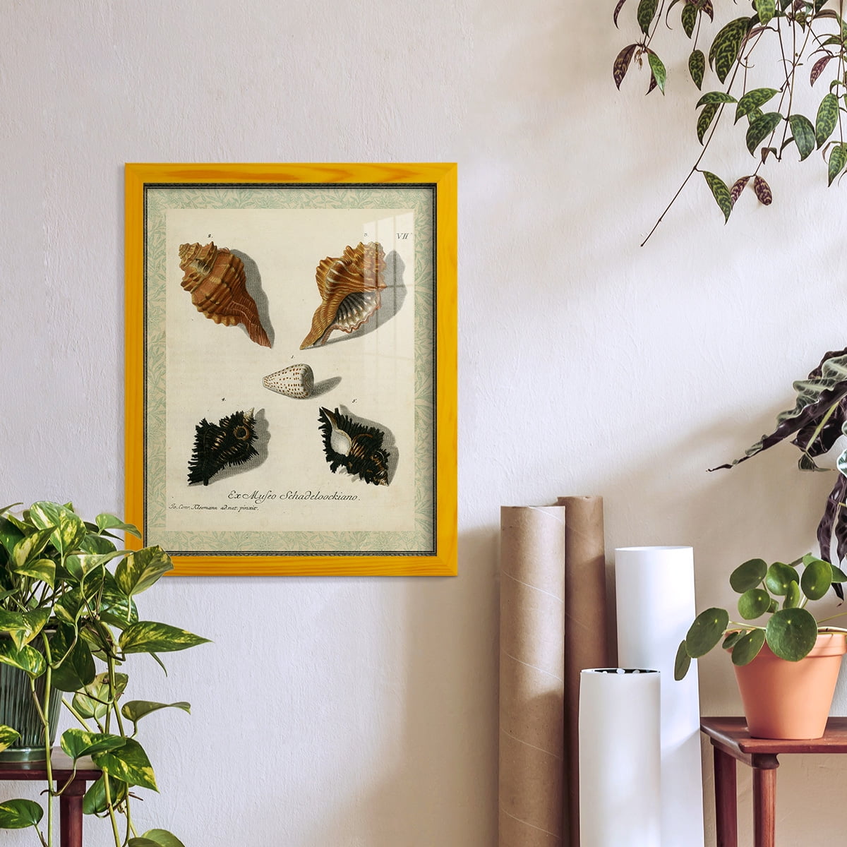 Bookplate Shells I - Framed Print w/glass - Sunflower Yellow