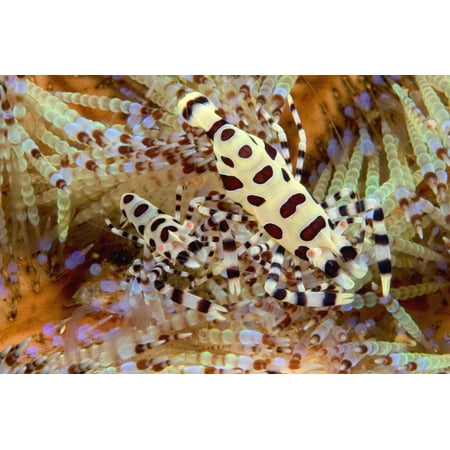 - Two Coleman Shrimp Clear Section Of Fire Urchin Of Tube Feet And Spines PosterPrint