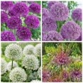 thumbnail image 1 of les bulbes, c’est facile! Assortiment d'alliums (25 Bulbes), 1 of 5