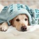 thumbnail image 4 of LHSHID Dog Mom Gifts for Women Christmas Birthday Gift for Dog Mom Dog Lovers Gifts for Women Mothers Day Birthday Gifts Idea for Dog Mom Throw Blanket 30"x40", 4 of 6