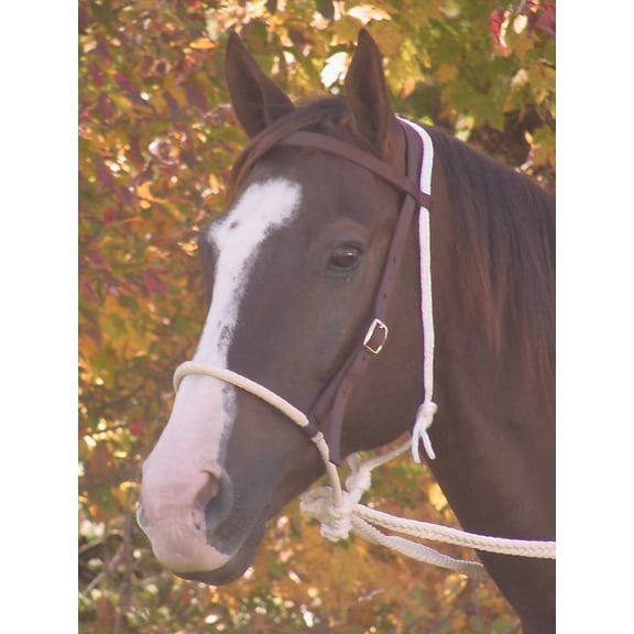 Mustang Working Hackamore