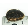 Josh's Frogs 3/4" - 1" Large Dubia Roaches (100 Count)