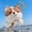 Autre, variante sur Jouets pour Garçons de 2-3 Ans Nouvelle Poupée en Peluche Longue Koki Douce et Mignonne Jouets en Peluche Koki en Liquidation