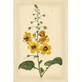 thumbnail image 2 of Curtis 23x32 Black Ornate Wood Framed with Double Matting Museum Art Print Titled - Floral Varieties I, 2 of 4