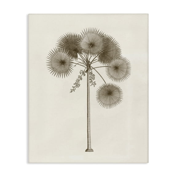 Stupell Industries Traditional Vintage Study of Palm Tree Canvas Art, 16 x 20, by Phillipa Katz