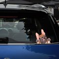 thumbnail image 5 of Pegatinas para coche de 1 pieza, pegatinas para perros, pegatinas bonitas para coches, pegatinas para ventanas de coches con pegatinas para perros, pegatinas para coches de perros, Bulldog caqui, 5 of 5
