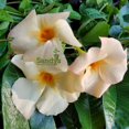 thumbnail image 5 of Mandevilla Apricot Color 3 Inch Pot, 5 of 5