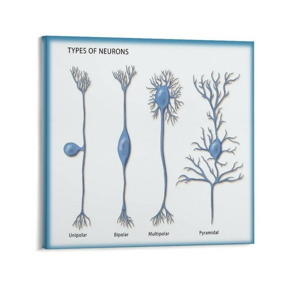Neuron Cell Structure Chart Poster Canvas Print Wall Art Decor Living Room Office Bedroom
