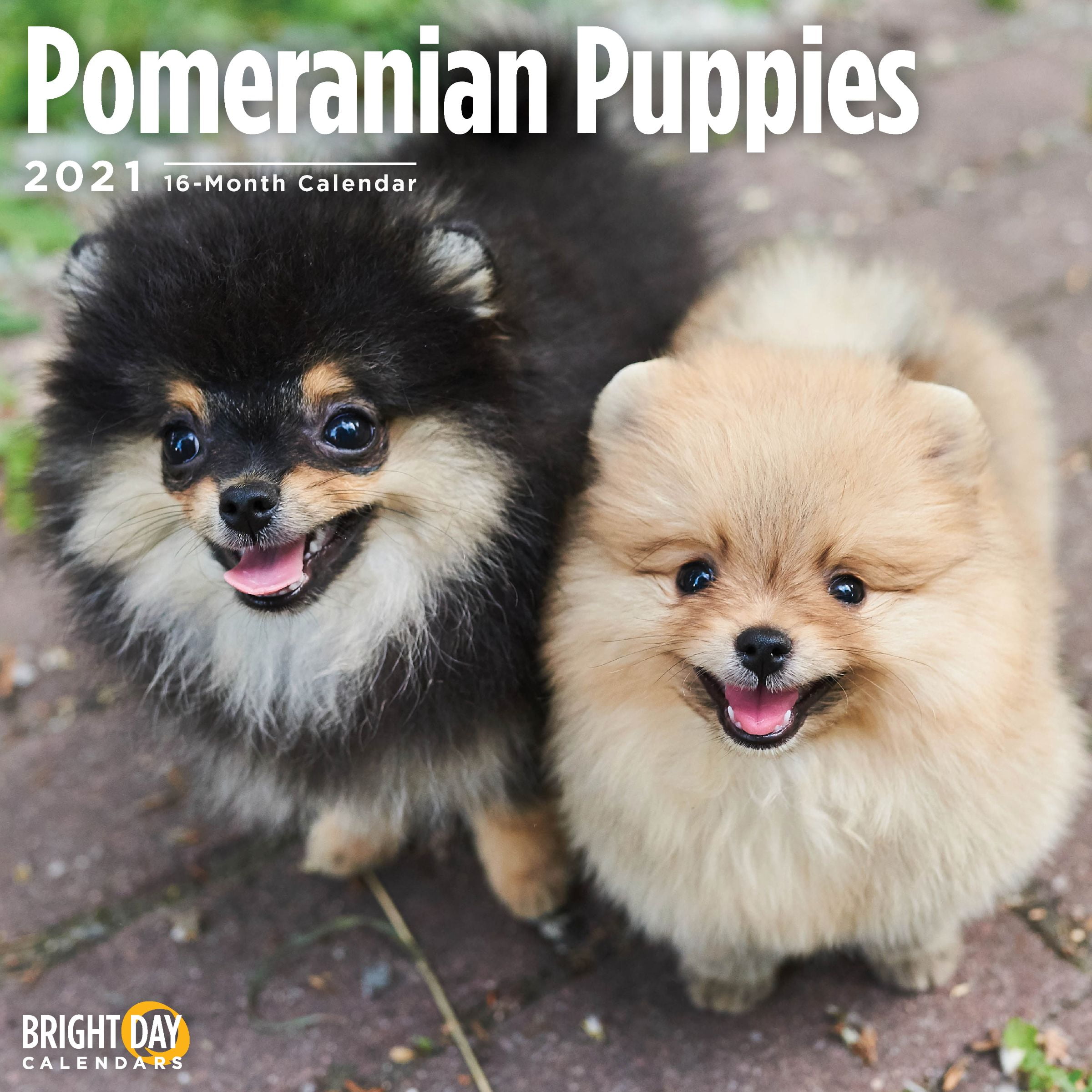 2021 Pomeranian Puppies 12 X 12 Wall Calendar Cute Dog Walmart Com