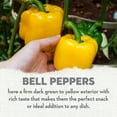 thumbnail image 3 of Whitney Farms Early Summer Bell Pepper, Live Plant, 25 oz., 3 of 9
