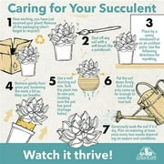 Altman Plants 3.5 Assorted Cactus with White Ceramic Pot