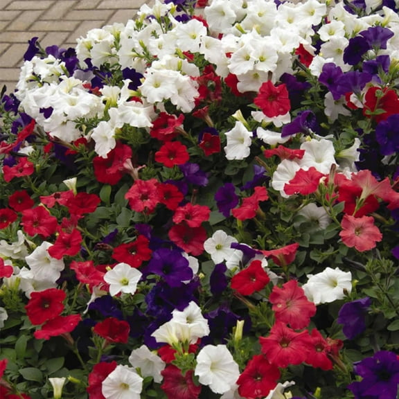 Easy Wave Series Petunia Flag Mix Color ~10 Seeds – Trailing Annual – Non-GMO, Pelleted – 98-105 Days – Hanging Basket & Bedding Flower – Full Sun – Multicolor Options