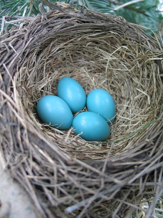 Blue Bird Nest Robin Eggs Spring20 Inch By 30 Inch Laminated Poster