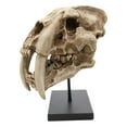 thumbnail image 4 of Sabertooth Statue de Crâne Fossile de Chat Tigre avec Support de Poteau de Musée, 4 of 5