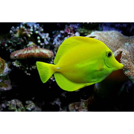 LAMINATED POSTER Aquarium Saltwater Popular Yellow Tang Reef Fish Poster Print 24 x (Best Salt Mix For Reef Tank)