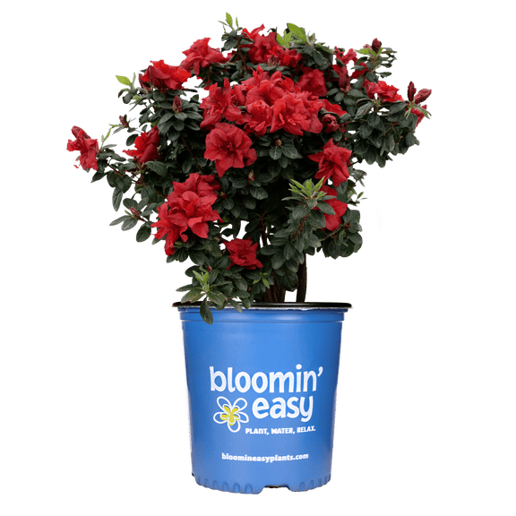 1 Gallon Ever After™ Ruby