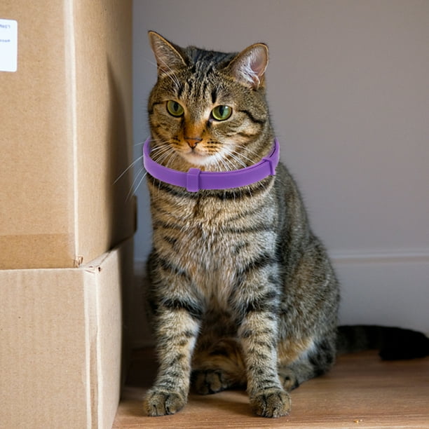 Kitten collar shop for human